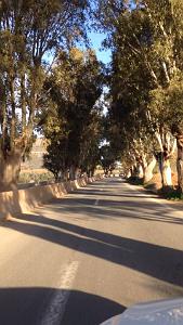 X DES ARBRES CENTENAIRES